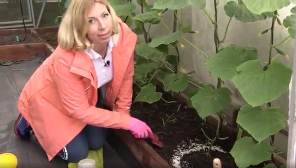 Подкормка для растений ЦИОН: свойства и отзывы