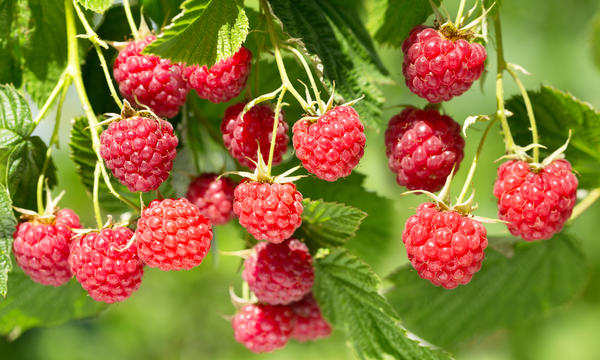 Неприхотливые ягодные кустарники для дачи: сорта, посадка, уход