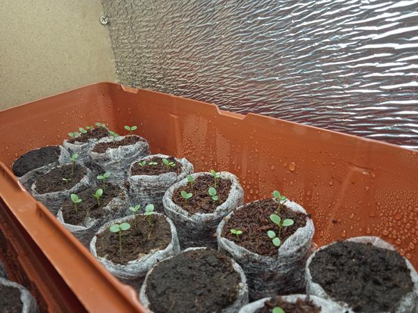 Торфяные или кокосовые? Тестируем таблетки для рассады и выбираем разные полезности