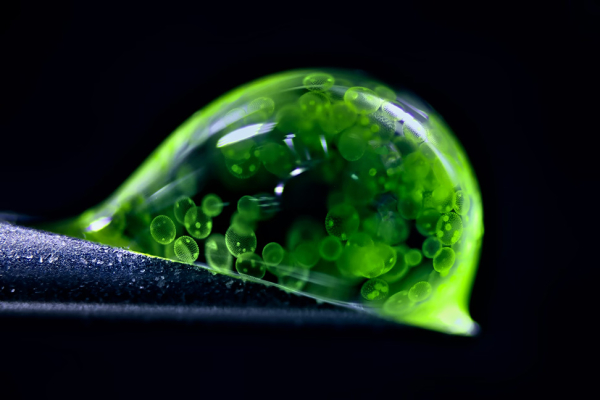 Конкурс микрофотографии Nikon Small World 2025