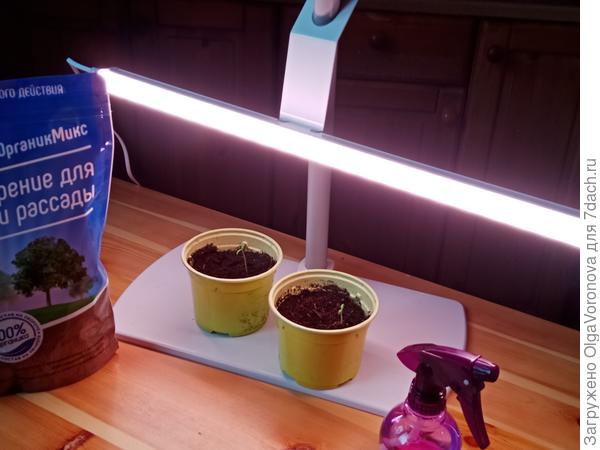 Что можно и нужно сеять в декабре на рассаду: цветы, деревья и кустарники