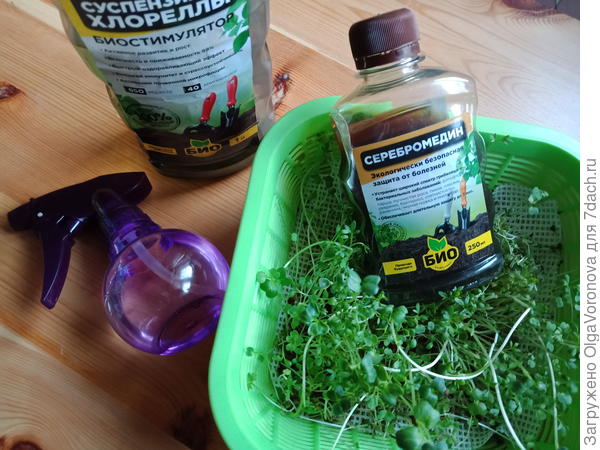 Что можно и нужно сеять в декабре на рассаду: цветы, деревья и кустарники