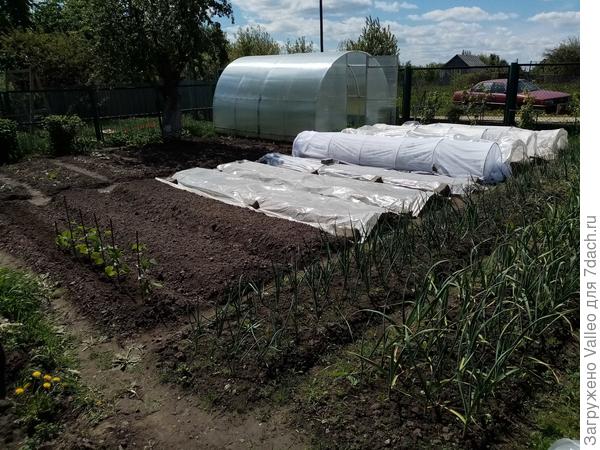 Стационарные грядки и их преимущества. Фото