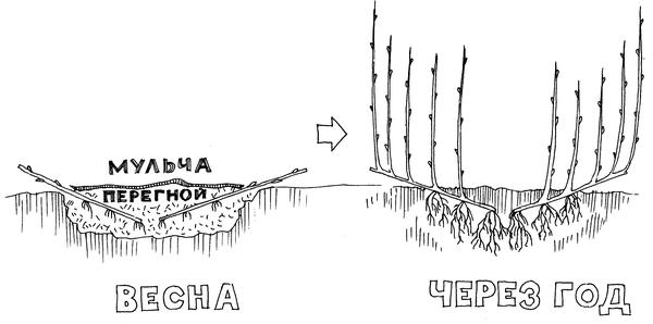 Смородина и крыжовник: советы по выращиванию от Николая Курдюмова