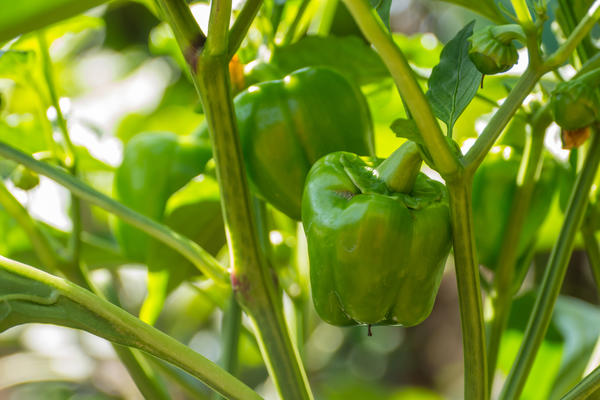 Домашний огород: 6 овощей, которые вы можете вырастить на подоконнике