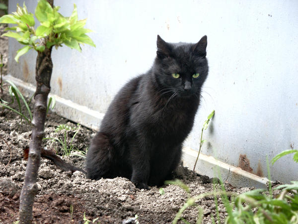 Фекалии как удобрение - можно ли использовать