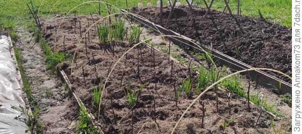 Зимовка петрушки, сельдерея, руколы и чеснока на грядке. Подготовка. Фото