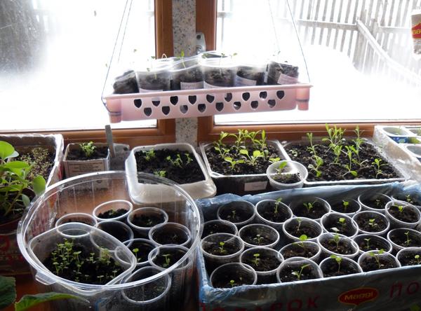 Огород на подоконнике: 10 секретов идеального домашнего огорода