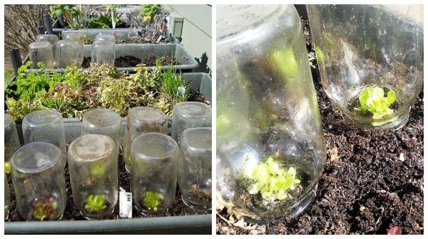 Варианты парников: готовые и сделанные своими руками. Фото