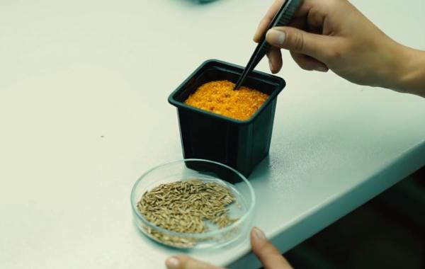 Подкормка для растений ЦИОН: свойства и отзывы