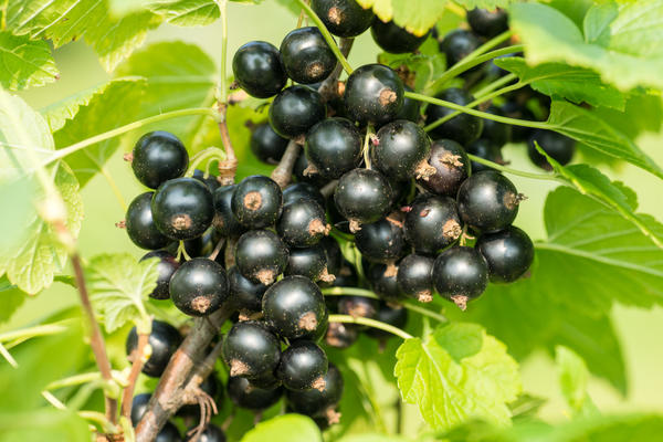 Неприхотливые ягодные кустарники для дачи: сорта, посадка, уход