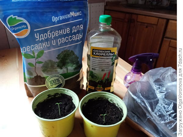 Что можно и нужно сеять в декабре на рассаду: цветы, деревья и кустарники