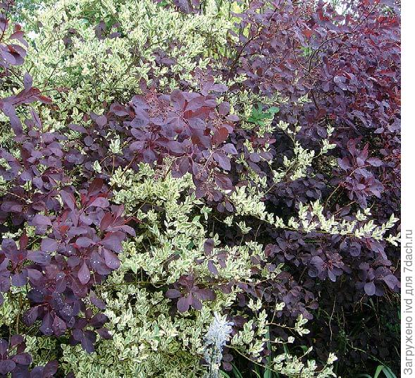 Витамины на кусте: особенности выращивания актинидии, лимонника и барбариса