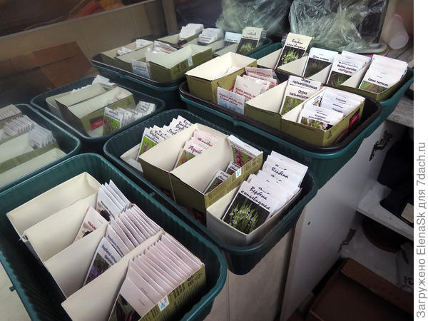 Начала рассылать семена. Фото