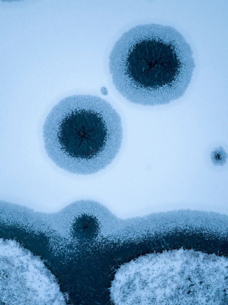 Победители конкурса &laquo;Фотограф дикой природы года 2025&raquo;