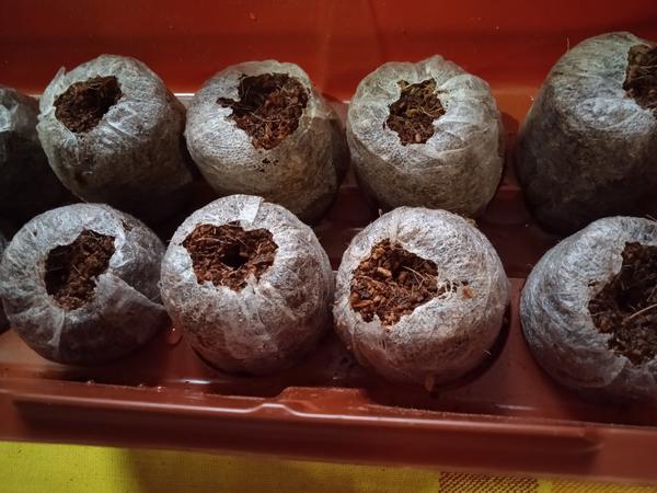 Торфяные или кокосовые? Тестируем таблетки для рассады и выбираем разные полезности