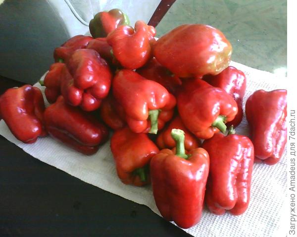 Мои любимчики-овощи. Удачные сорта для условий Урала