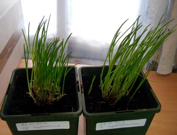 Огород на подоконнике: 10 секретов идеального домашнего огорода