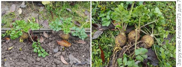 Зимовка петрушки, сельдерея, руколы и чеснока на грядке. Подготовка. Фото