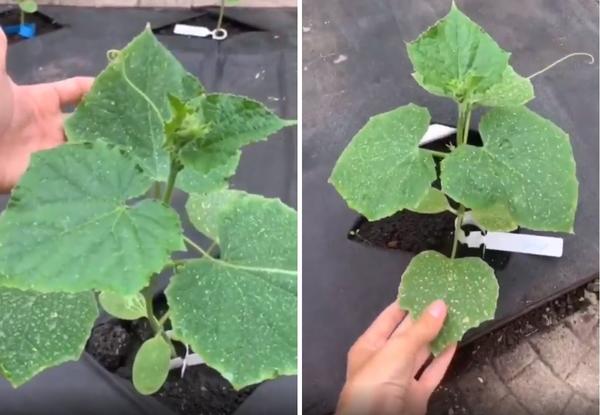 Подкормка для растений ЦИОН: свойства и отзывы