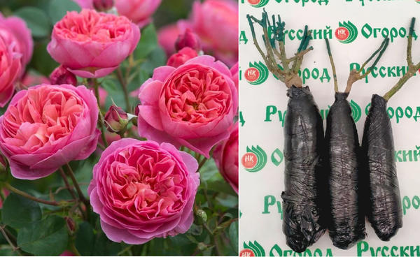 Современные производители семян: 17 популярных компаний