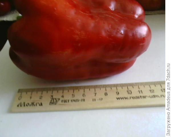 Мои любимчики-овощи. Удачные сорта для условий Урала