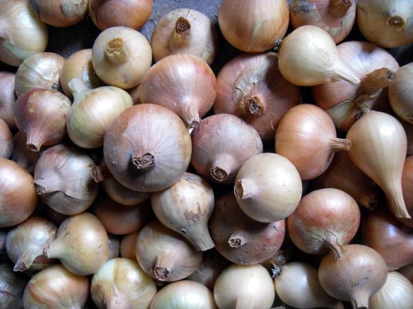 Огород на подоконнике: 5 видов зелени, которые легко вырастить