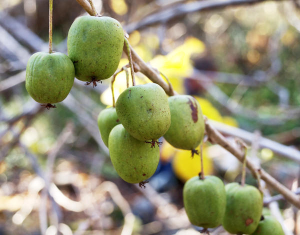 Витамины на кусте: особенности выращивания актинидии, лимонника и барбариса