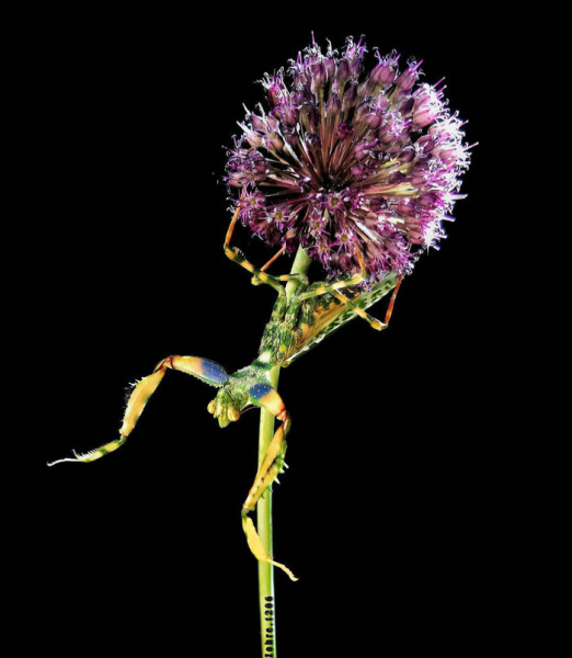 Удивительный макромир