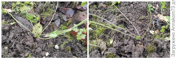 Зимовка петрушки, сельдерея, руколы и чеснока на грядке. Подготовка. Фото