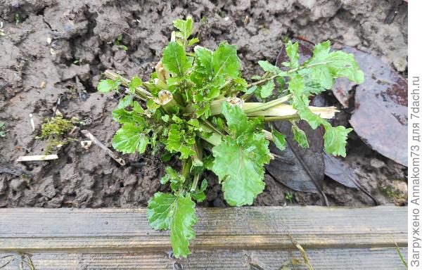 Зимовка петрушки, сельдерея, руколы и чеснока на грядке. Подготовка. Фото