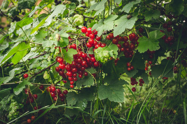 Смородина и крыжовник: советы по выращиванию от Николая Курдюмова