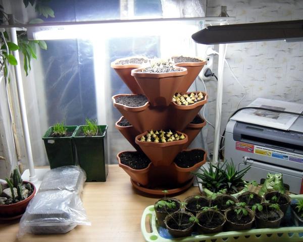 Огород на подоконнике: 10 секретов идеального домашнего огорода