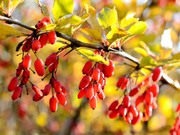 Витамины на кусте: особенности выращивания актинидии, лимонника и барбариса