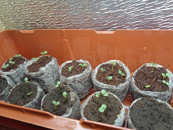 Торфяные или кокосовые? Тестируем таблетки для рассады и выбираем разные полезности