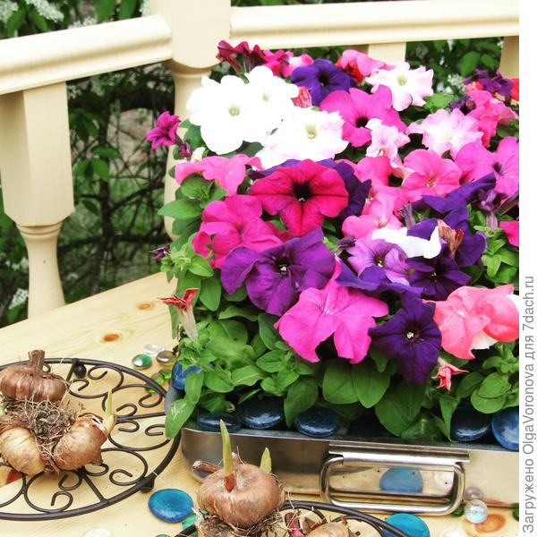 Что можно и нужно сеять в декабре на рассаду: цветы, деревья и кустарники