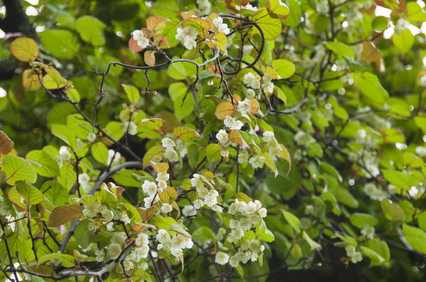 Витамины на кусте: особенности выращивания актинидии, лимонника и барбариса
