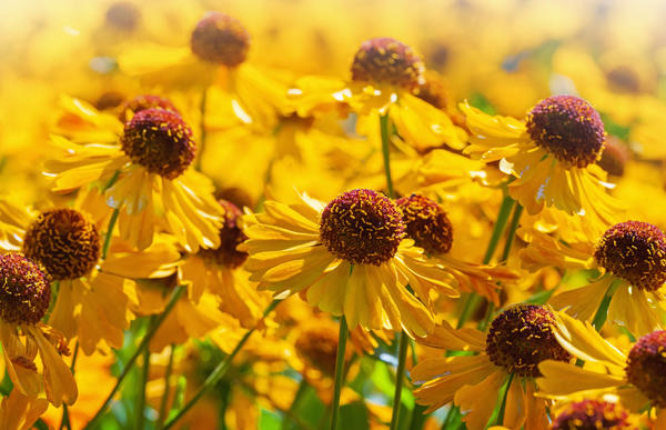 Какие цветы сеять на рассаду в январе