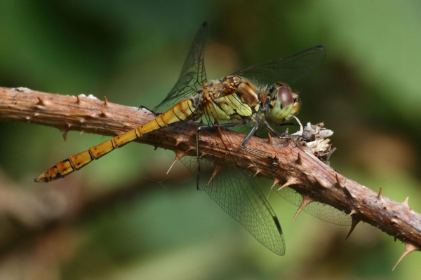 30 лучших развлечений в Шанхае для детей