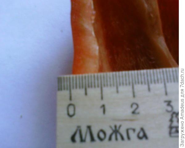 Мои любимчики-овощи. Удачные сорта для условий Урала