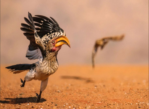 Конкурс Comedy Wildlife Photography Awards 2025. Часть 2