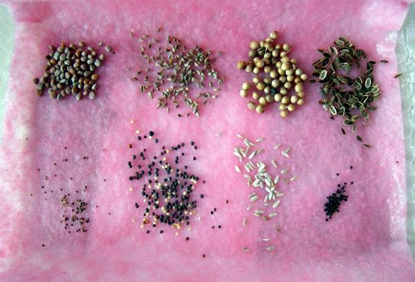 Огород на подоконнике: 10 секретов идеального домашнего огорода