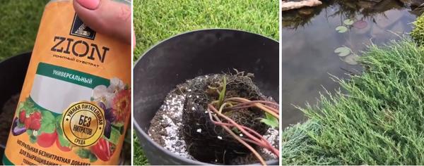 Подкормка для растений ЦИОН: свойства и отзывы