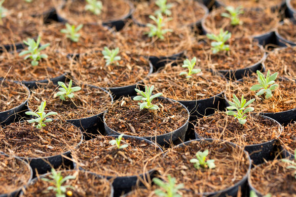 Что можно и нужно сеять в декабре на рассаду: цветы, деревья и кустарники