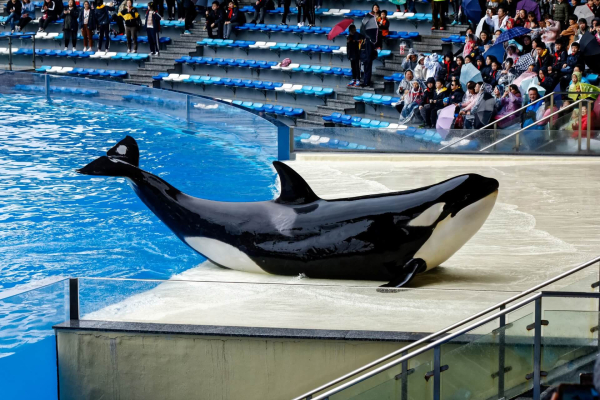 30 лучших развлечений в Шанхае для детей