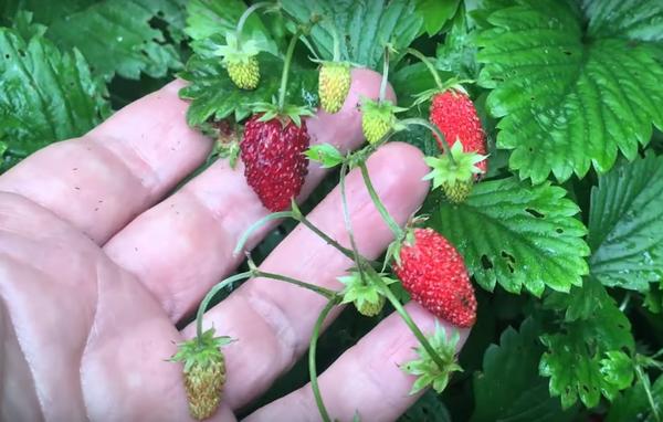 Подкормка для растений ЦИОН: свойства и отзывы