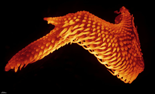 Конкурс микрофотографии Nikon Small World 2025