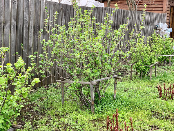 Ягодные кустарники: как и когда сажать весной