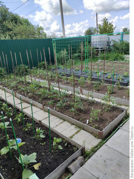Стационарные грядки и их преимущества. Фото