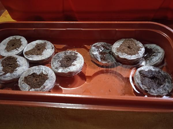 Торфяные или кокосовые? Тестируем таблетки для рассады и выбираем разные полезности